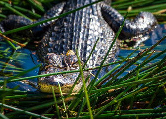 A good place to rest!! American Alligator in the reeds at Anahuac National Wildlife Refuge in Texas!