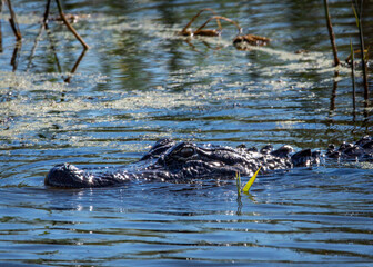Just above the surface! American Alligator in the water at Anahuac National Wildlife Refuge in Texas!