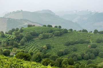 tea plantation outside guilin in china