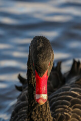 Black Swan, United Kingdom
