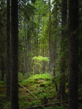 path among the trees in the forest