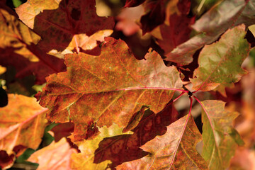 Bunt gefärbtes Laub an Bäumen im Herbst. Herbstlandschaft.
