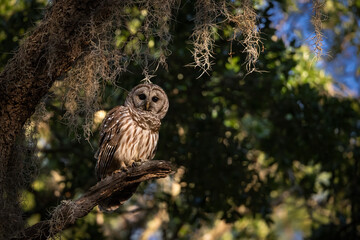 Obraz premium A barred owl in Florida 