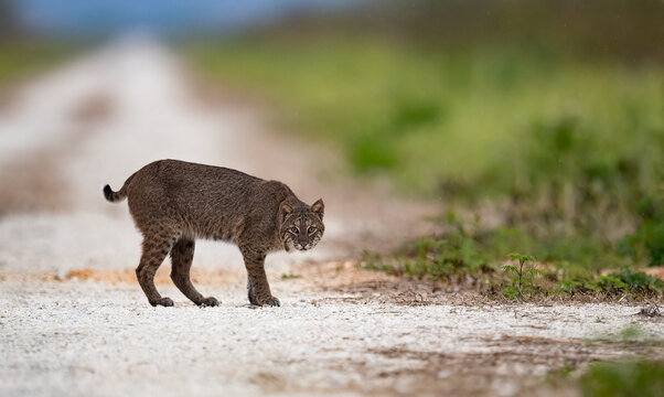 A bobcat in Florida 