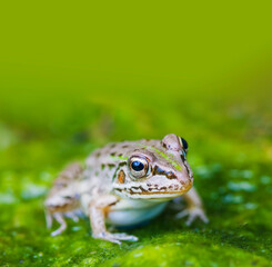 水辺のトノサマガエル　トノサマガエル　カエル　蛙　 蛙の子