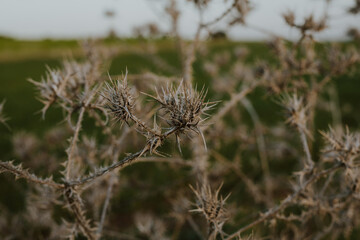 Dry spiny Scolymus maculatus plant