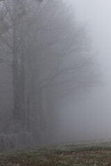 Obraz premium Brumes en lisière de Forêt