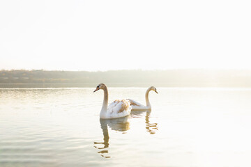 Two beautiful swans swimming together in a river