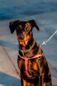 Unaltered doberman discount