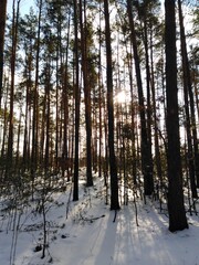 Fototapeta premium winter forest in the morning