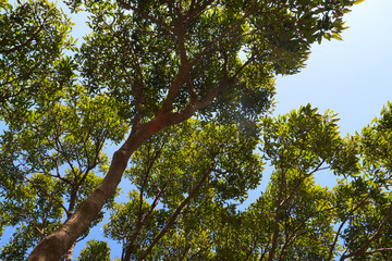 青空と木々と木漏れ日