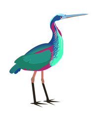 Obraz premium The agami colored heron (Agamia agami) is a family of herons. The bird of South America.