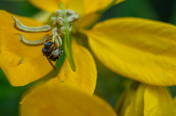 Fototapeta premium bee