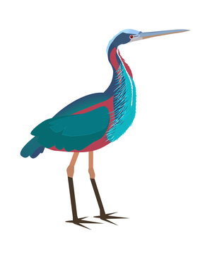 The agami colored heron (Agamia agami) is a family of herons. The bird of South America.