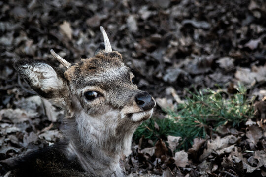 Cerf et biche dans le parc animalier d'auvergne