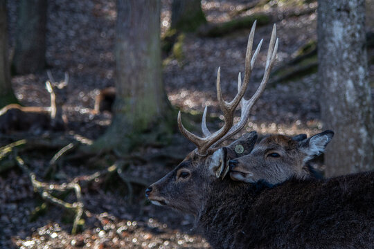Cerf et biche dans le parc animalier d'auvergne