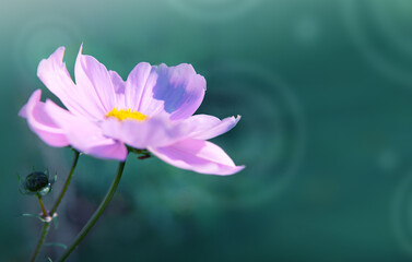 A closeup shot of pink Cosmos flower isolated on green background.