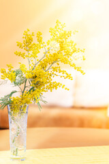 Yellow mimosa branch in vase in sunlit living room. 8 March, birthday, Valentine day, Easter.