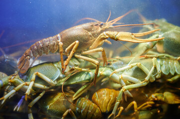 Crayfish in water