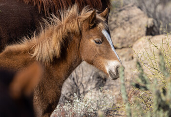 Fototapeta premium Cute Wild Horse Foal in the Arizona Desert