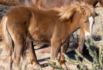 Obraz premium Cute Wild Horse Foal in the Arizona Desert