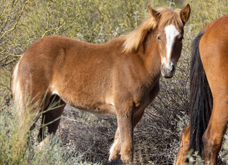 Cute Wild Horse Foal in the Arizona Desert