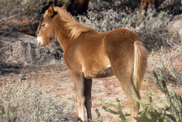 Fototapeta premium Cute Wild Horse Foal in the Arizona Desert