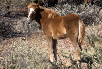 Cute Wild Horse Foal in the Arizona Desert
