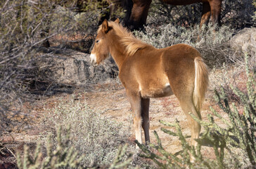 Naklejka na ściany i meble Cute Wild Horse Foal in the Arizona Desert