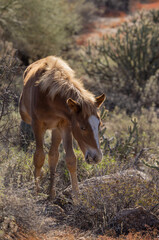 Cute Wild Horse Foal in the Arizona Desert