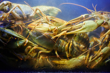 Crayfish in water