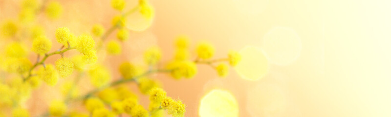 Fototapeta na wymiar 8 March, Easter banner with yellow mimosa branch close up on coral backdrop with bokeh. Copy space.