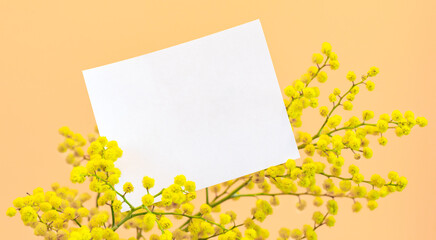 Spring holiday mockup or greeting card - empty white sheet, yellow mimosa branch on coral backdrop.