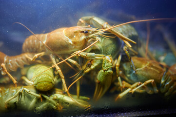 Crayfish in water