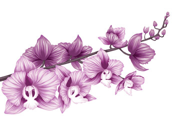 Vector illustration of pink orchid flowers on a branch