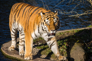 Fototapeta na wymiar Beautiful tiger, panthera tigris in the zoo in Munich, Germany