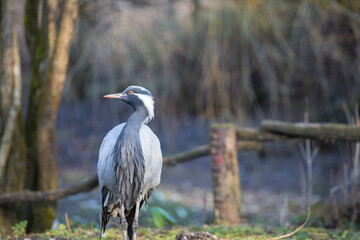 Beautiful bird in nature, grey heron