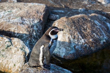 Penguin standing on a rock