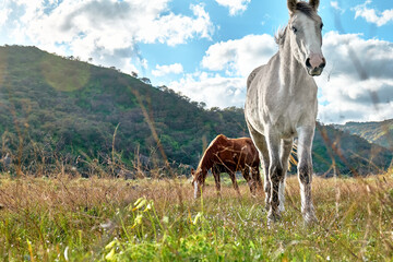 Obraz na płótnie Canvas Young brown and white horses grazing grass in a pasture. Two mares eating in meadow in mountain landscape.
