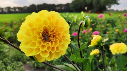 Bienen und Blumen im Sommer