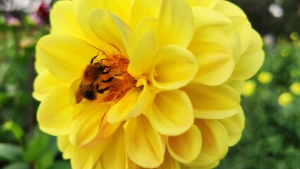 Bienen und Blumen im Sommer © wachtelkoenig