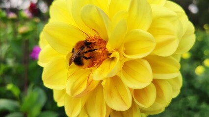 Bienen und Blumen im Sommer © wachtelkoenig