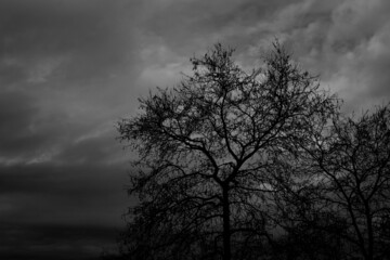 Fototapeta na wymiar dead tree branches in dark and cloudy sky during a gloomy winter day