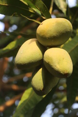 mango on tree