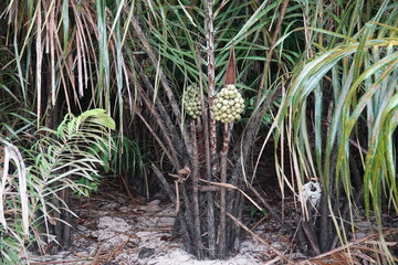 Unripe Tucumã fruits (astrocaryum aculeatum) growing on a spiny palm. The fruit has an oily pulp,...