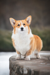 Red welsh corgi pembroke dog standing and looking forward outdoors in winter park