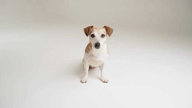 Happy positive emotions Dog sitting in white studio video footage. Light simple template style.  Cute small pet Jack Russell terrier sits upright and looks at the camera and smiling. 