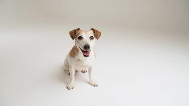 Dog sitting in white studio video footage. Light simple template style.  Cute small pet Jack Russell terrier sits upright and looks at the camera and smiling. Happy positive mood