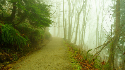 Ferns brighten up gloomy BC forest trail during foggy cloud inversion.