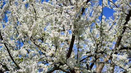 white flowers like clouds light up the tree in spring